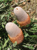Banksia beauty