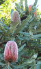 Banksia beauty