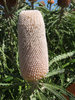 Banksia beauty