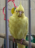 yellow cockatiel
