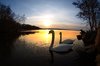 Swans in sunset