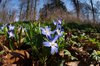 Springtime with a perspective