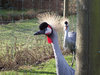 Crane