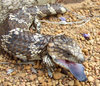 blue tongue 1