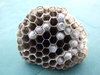 wasp nest 1