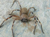 huntsman spider 2