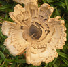 mushroom 6