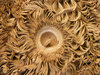 mushroom 8