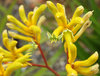 kangaroo paws - furry flowers