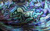 colourful shell 4