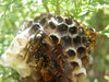 hornets' nest 1