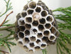 hornets' nest 3
