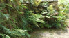 footpath ferns 3