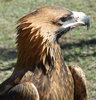 Australian wedge-tailed eagle 
