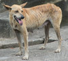 Dog's life 5
