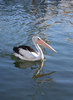 pelican reflection 3