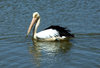 pelican reflections 2