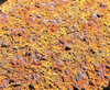 the colours of rust