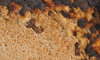 the colours of rust