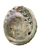 Abalone Shell