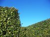 Vegetable maze