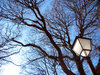 Streetlight & trees 1