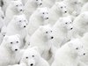 Ice bear group