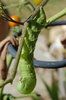 Hungry caterpillars