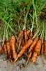 carrots!