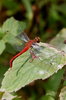 Red dragonfly