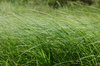 grass