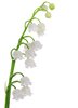 Lily-of-the-Valley