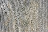 Wood Shingle Macro