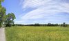 Summer Field