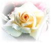 Delicate Miniature Rose