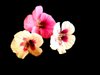 Nasturtiums 3