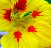 Nasturtiums 7