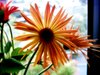 Yellow Gerbera