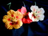 Nasturtiums 1