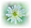 Little White  Flower