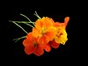 Nasturtiums 9