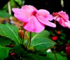 Pink flower