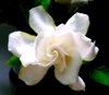 Gardenia 3
