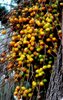 Palm tree fruits