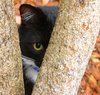 Cat Peering