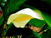 Anthurium - Elegance