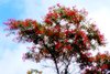 Flowering Tree