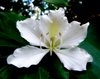 White Bauhinia