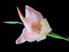 Gladioli