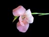 Gladioli 3
